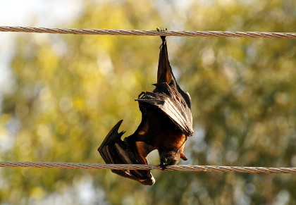 Dead bat spanning powerlines