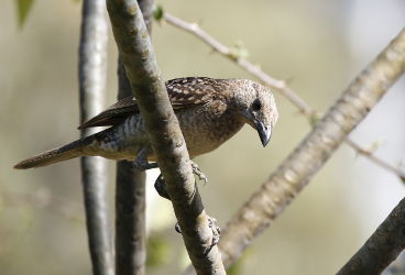 Spotted bower bird