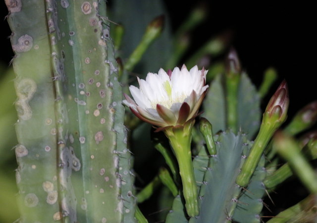 Night flowering cactus blossom