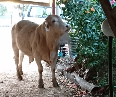 Heifer eating bougainvillea