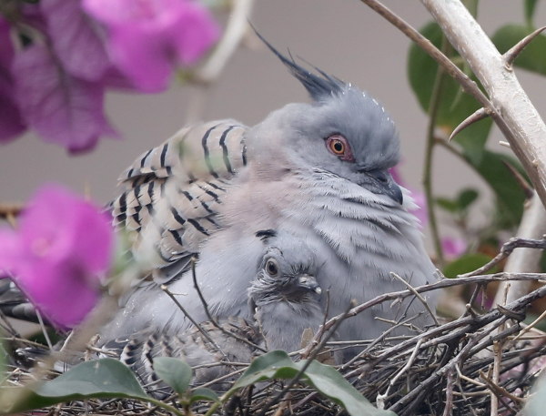 Crested pigeon with chick