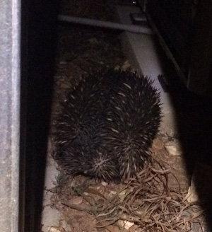 An echidna outside the observatory