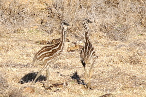 Well camouflaged emu chicks