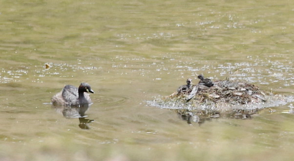 Australasian grebe and two chicks on nest