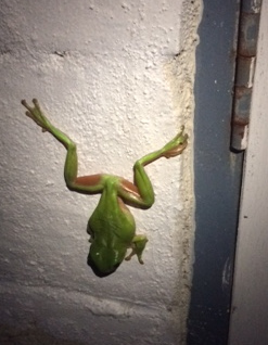 Green tree frog on wall