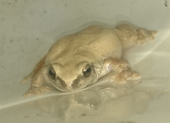 Grey frog in toilet