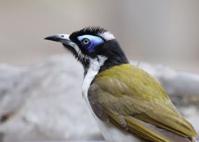 Male blue faced honeyeater