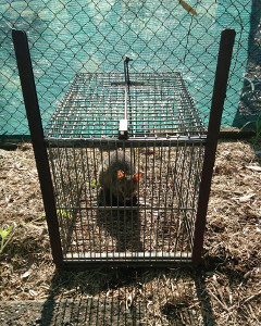 Possum in trap