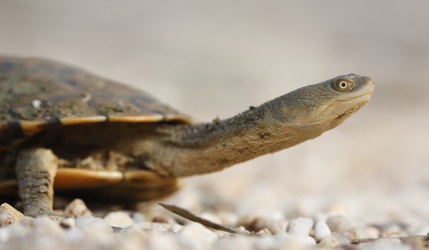 Snake necked turtle's face