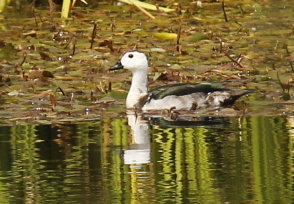 White Pygmy-goose in waterhole