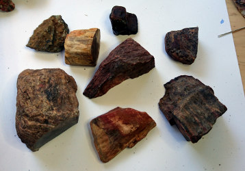 Petrified wood as found on the ground