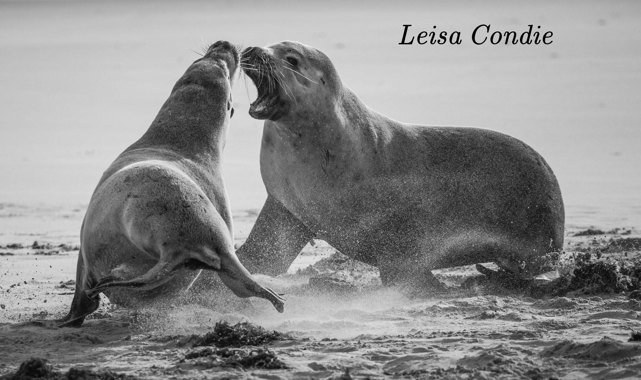 Young male seals practice fighting on Kangaroo Island